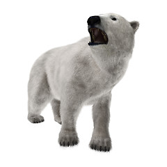 Image showing Polar Bear on White