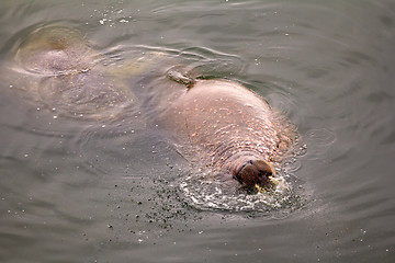 Image showing Marine animals in ocean walrus