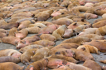 Image showing Incredible picture - sleeping on sand big bodies