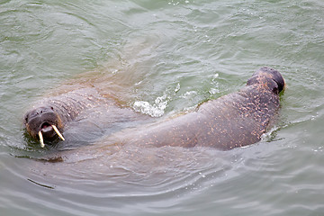 Image showing Atlantic walrus in the Barents sea