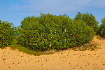 Image showing Green dune: planting forests is fixed sands and create pleasant landscape