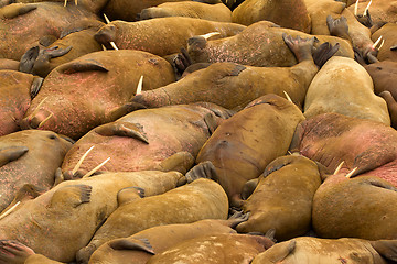 Image showing Incredible picture - sleeping on sand big bodies