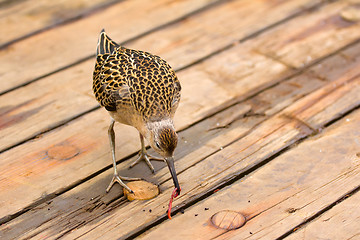 Image showing Incredible difficulties for migrants: weary bird on deck of ship