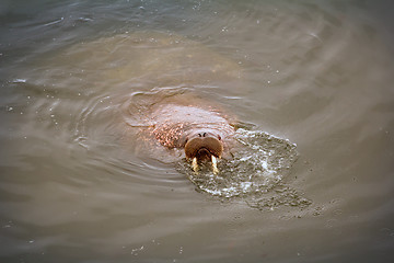 Image showing very very big and thick swimmer of Arctic ocean