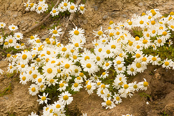 Image showing  Arctic daisies Northern flowers