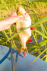 Image showing summer lake fishing Rudd fish