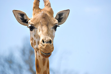 Image showing giraffe looking at camera