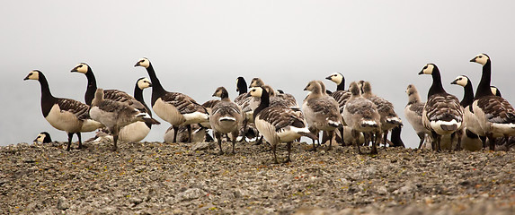 Image showing Goose nursery in the arctic wilderness