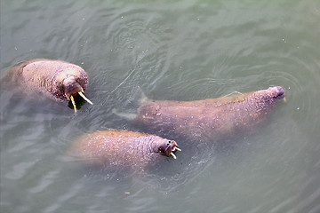 Image showing Marine animals in ocean walrus