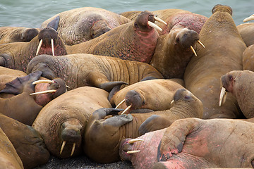 Image showing Crawling, fighting, sleeping soundly - Atlantic walruses on the shore of the island of Vaigach, Arctic, Barents sea