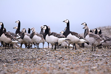 Image showing Goose nursery in the arctic wilderness