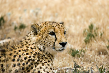 Image showing cheetah