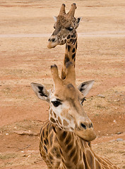 Image showing two giraffes