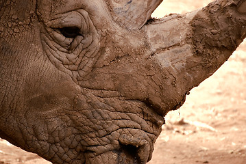Image showing rhino close up