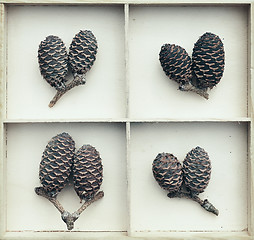 Image showing Tree cones