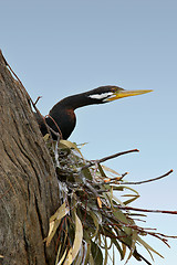 Image showing pied cormorant