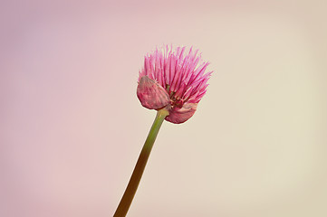 Image showing Purple chive flower