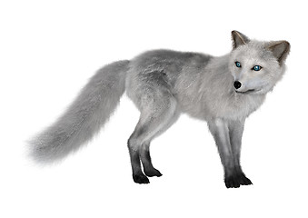 Image showing Arctic Fox on White