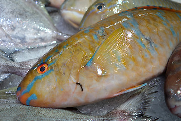 Image showing Fresh TuskFish in market