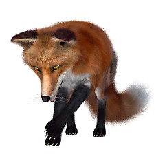 Image showing Red Fox on White