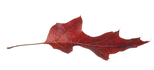 Image showing Read Oak Leaf Falling