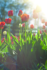 Image showing Field of red colored tulips 