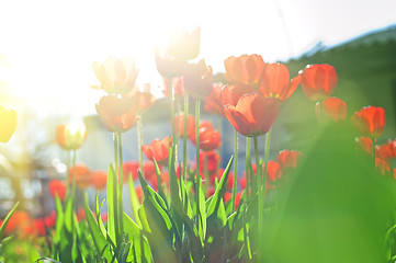 Image showing Field of red colored tulips 