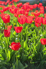 Image showing Field of red colored tulips 