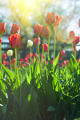 Image showing Field of red colored tulips 