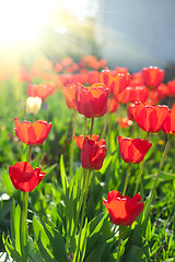 Image showing Field of red colored tulips 