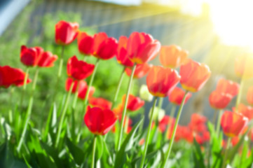 Image showing Blurred background of red colored tulips