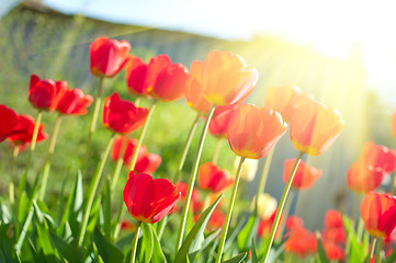 Image showing Field of red colored tulips 