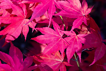 Image showing Red autumn leaves 