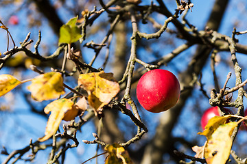 Image showing Red apple on a tree (autumn)