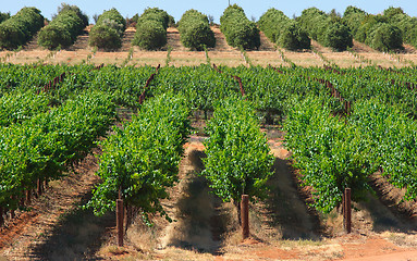 Image showing oranges and grapes