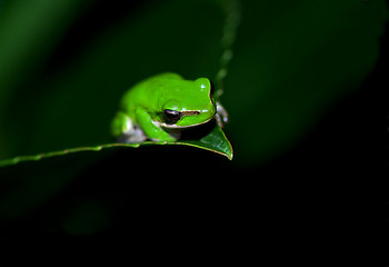 Image showing little frog