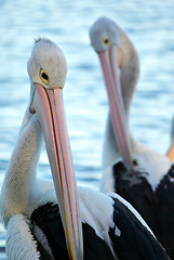 Image showing pelicans