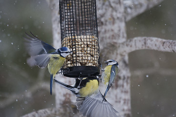 Image showing fighting