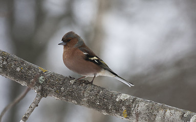 Image showing chaffinch