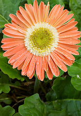 Image showing orange gerbera