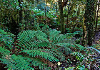 Image showing tree ferns and rainforest