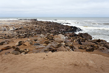 Image showing sea lions in Cape Cross, Namibia, wildlife