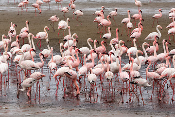 Image showing Rosy Flamingo colony in Walvis Bay