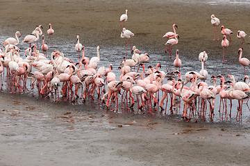 Image showing Rosy Flamingo colony in Walvis Bay