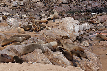 Image showing sea lions in Cape Cross, Namibia, wildlife