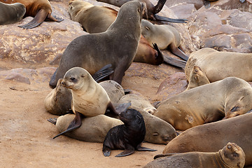 Image showing Small sea lion baby in Cape Cross