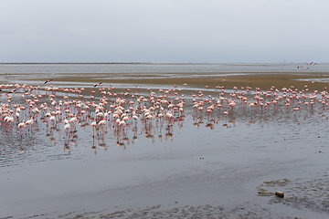 Image showing Rosy Flamingo colony in Walvis Bay