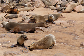 Image showing sea lions in Cape Cross, Namibia, wildlife