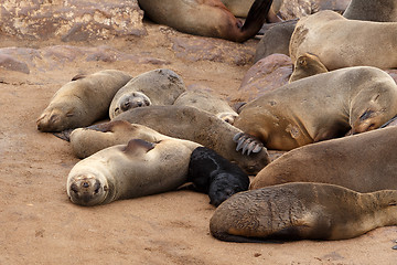 Image showing Small sea lion baby in Cape Cross