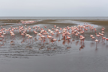 Image showing Rosy Flamingo colony in Walvis Bay